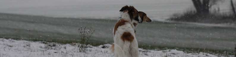 borzoi
