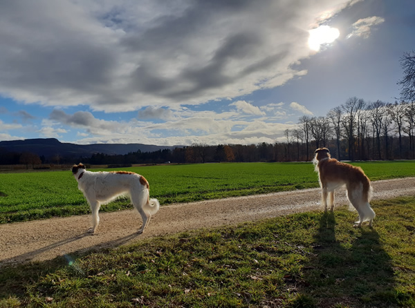 Lafa 11Jahre