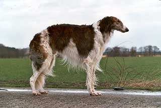 bayar