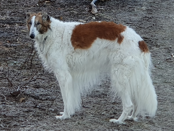 Lafa 11 Jahre