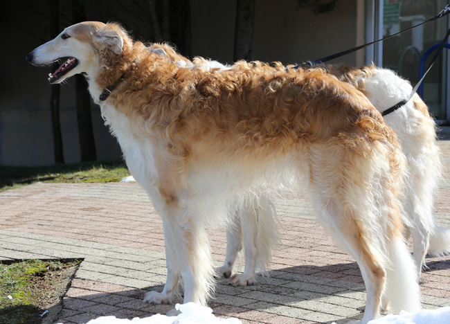 borzoi