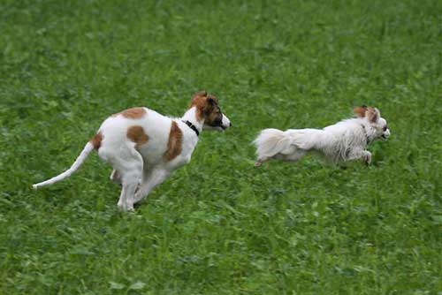 borzoi