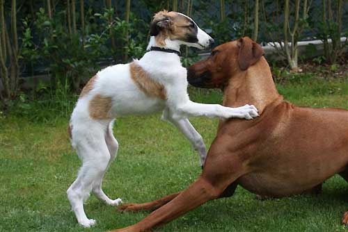 borzoi