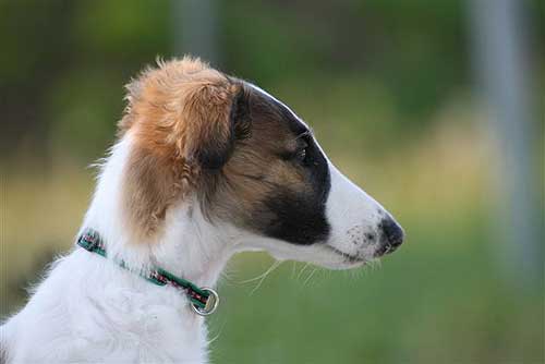 borzoi