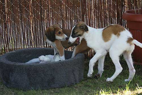 borzoi