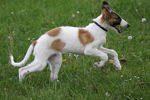 borzoi