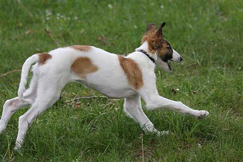 borzoi