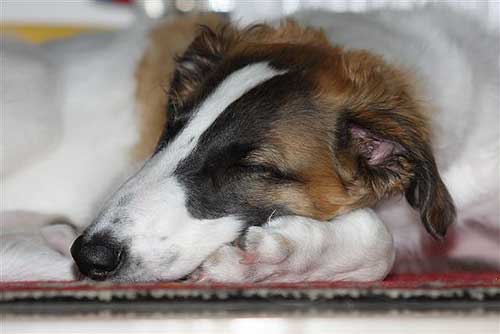 borzoi