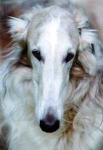 kertsch