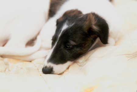 raija