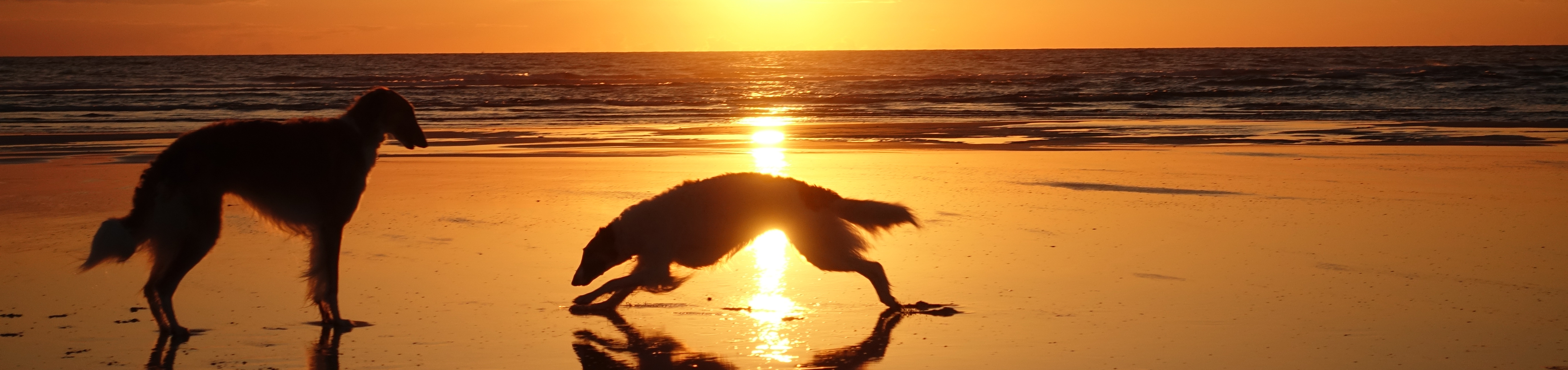 borzoi