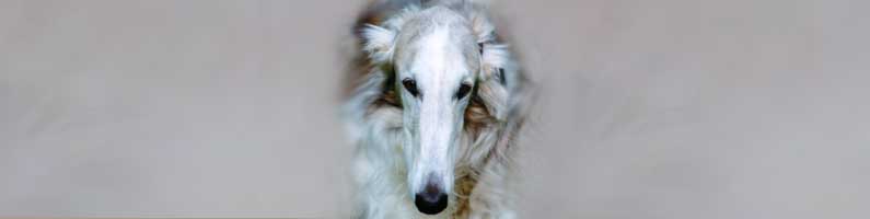 borzoi