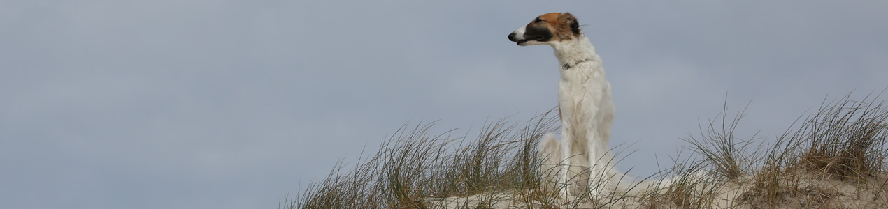 borzoi
